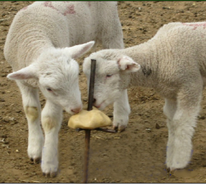 Vente chaude de briques/blocs de sel à lécher pour les moutons, pour l'élevage à la ferme et à domicile, équipement d'élevage - Product Image 5