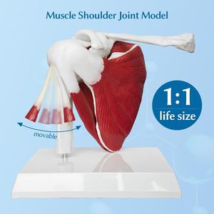 PVC plastik sendi bahu Model struktur kerangka otot ligamen termasuk struktur bahu tulang selangka Humerus skapula - Product Image 2