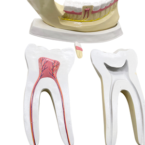 Modèle de dentition et de mastication des dents Taille : 25x5x17 cm ZM1050 - Product Image 6
