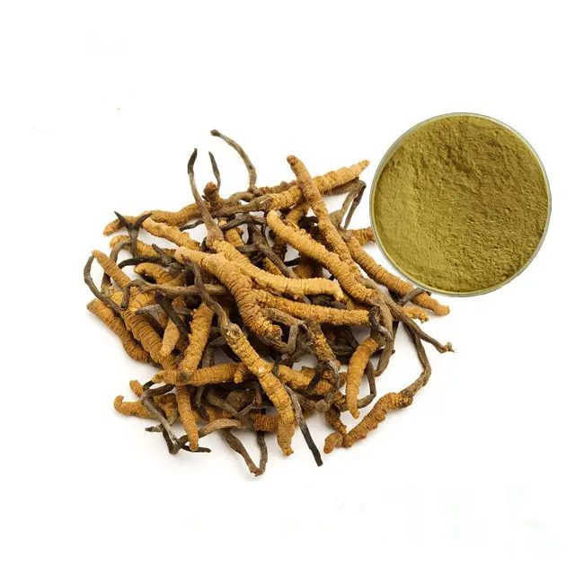 Poudre d'extrait de champignons Échantillon d'extrait de cordyceps disponible Suppléments à base de plantes placés dans un endroit frais et sec