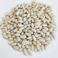 新作物市場価格白インゲン豆