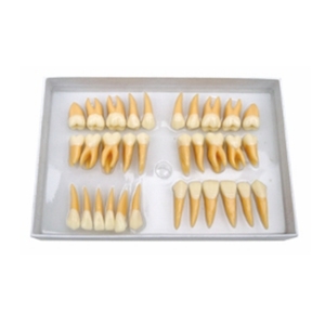 Dental 2 veces modelo de dientes de anatomía permanente con corona y raíz - Product Image 1