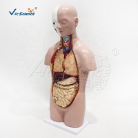 Modelo Anatómico de Torso Humano a Medio Cuerpo con 12 Órganos Removibles para Educación Escolar en Biología, con Certificaciones CE, ISO, ROHS y CNAS