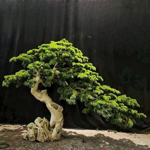 Arbre artificiel <span class=keywords><strong>en</strong></span> cèdre japonais géant <span class=keywords><strong>de</strong></span> 3,5 m, arbre <span class=keywords><strong>de</strong></span> pin vert <span class=keywords><strong>de</strong></span> grande taille, bonsaï artificiel pour la décoration <span class=keywords><strong>de</strong></span> la maison, personnalisé <span class=keywords><strong>en</strong></span> usine - Product Image 5