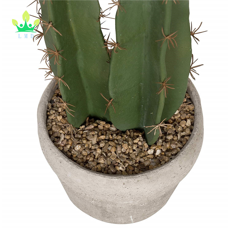kaktus dnn Sgeblattkaktus | Epiphyllum anguliger