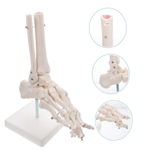 Modelo de cuerpo humano PVC silicona marco de plástico chino modelo masaje de pies modelo de pie 3D - Product Image 3