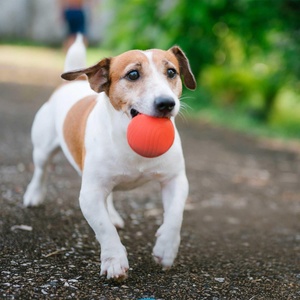 Les fabricants vendent des balles d'entraînement pour animaux de compagnie non toxiques renforcées avec une corde pour chiens et chats - Product Image 3