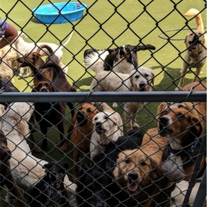 Clôture en treillis métallique à mailles losangées recouverte de vinyle noir et vert, anti-corrosion, hauteur 6 pieds, pour enclos d'animaux - Product Image 2