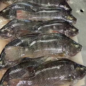 Camarón Entero Congelado en el Mar IQF 10kg/Caja |   Pescado con Alto Contenido de Proteínas y Bajo en Azúcar, Certificado ISO, Marca OASIC, Fujian, para el Mercado Africano - Product Image 2