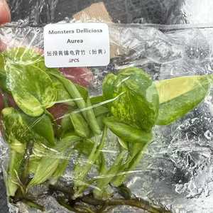 <span class=keywords><strong>Monstera</strong></span> Deliciosa Aurea <span class=keywords><strong>Variegata</strong></span>, plants de culture tissulaire 3-5 cm - Rare <span class=keywords><strong>plante</strong></span> jaune <span class=keywords><strong>variegata</strong></span> 'Swiss Cheese' - Product Image 2