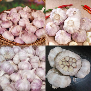 Machine électrique de dé<span class=keywords><strong>coupe</strong></span> et de traitement des racines d'ail - Product Image 6