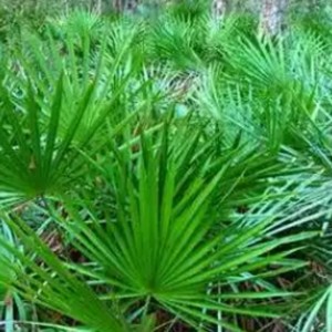 Bubuk serrula kemurnian tinggi, larut dalam air sepenuhnya, pasokan besar - Product Image 3