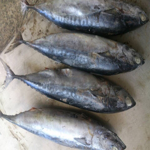 Frozen Skip Jack tuna fish lovely Frozen - Product Image 2