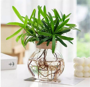 Glass <strong>Propagation</strong> Stations Terrariums Wooden Lid Bamboo Stand Eco-Friendly Handmade Garden Hydroponic Home Office Desk Plants - Product Image 5