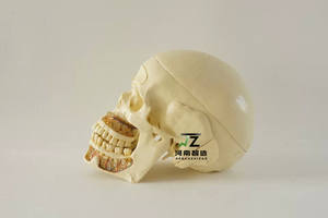 Modelo de Cráneo Adulto para Ciencias Médicas con Nervios, 10 Partes, para Estudio Dental, en Resina - Product Image 4