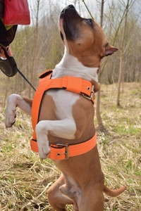 Imbracatura Tattica per Cani di Taglia Grande, Robusta, OEM ODM, Imbracatura da Combattimento Antitrazione per Cani, Resistente per Cani da Caccia - Product Image 2