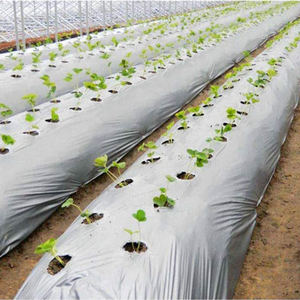 <span class=keywords><strong>Film</strong></span> <span class=keywords><strong>de</strong></span> <span class=keywords><strong>paillage</strong></span> <span class=keywords><strong>perforé</strong></span> agricole biodégradable en PE noir argenté avec trous pour l'ananas - Product Image 4