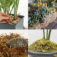 Mousse de sphaigne préservée naturelle pour décoration de paysage décoration de chambre à coucher de tortue