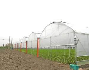 Grande construction matérielle de dôme de serre de fraise de PE de couche unique pour l'agriculture de serre de l'Afrique - Product Image 5