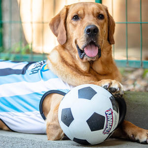 Mango de goma duradero resistente a mordeduras, pelota interactiva para mascotas, juguetes para masticar perros para entrenamiento, pelota agresiva para perros, juguete para perros - Product Image 2