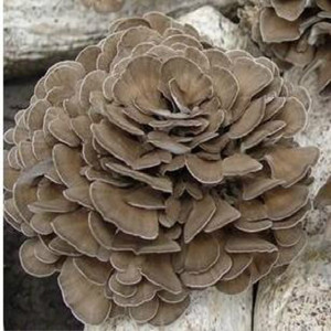 GMP Kosher gıda sınıfı polisakkarit Grifola Frondosa özü doğal Maitake mantar tozu davul ambalajında - Product Image 5