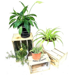 Jardín de diseño de madera ollas para plantadores flor pot titular - Product Image 6
