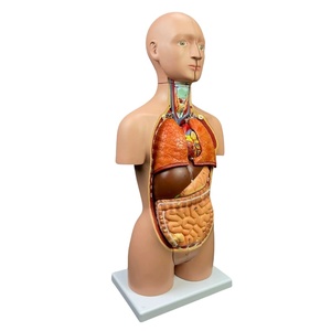 YINN Modèle D'Organe Humain Ornement Statique Jouet Simulation Anatomie Humaine Outil Éducatif