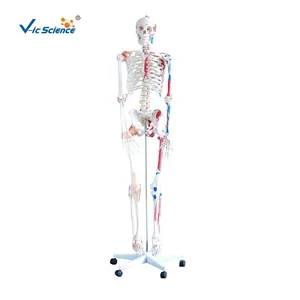 Painted Human Skeleton Model with Ligaments 176CM skeleton model with muscles skeleton model bones