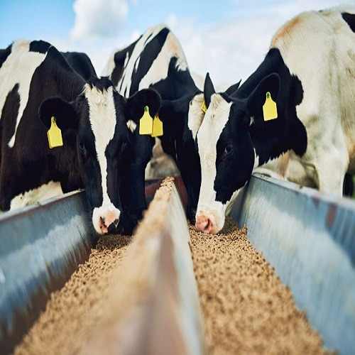 HIGH PROTEIN SOYA BEAN PELLETS PKE PKC 18-24 % PALM KERNEL CAKE OIL CATTLE ANIMAL FEED CHICKEN COW, SHEEP GOAT Perth AUSTRALIA