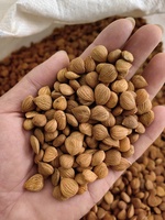 Graines d'amande amère chinoise (Ku Xing Ren) - Produits alimentaires santé de haute qualité, épices diététiques