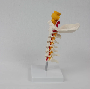 Modèle de colonne cervicale humaine en sciences médicales avec colonne vertébrale et <span class=keywords><strong>squelette</strong></span> d'artère cervicale pour l'enseignement et l'apprentissage - Product Image 4