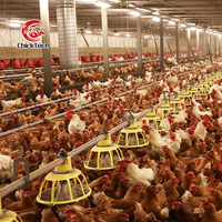 Ligne d'alimentation et d'abreuvement entièrement automatique pour poulets d'élevage au sol
