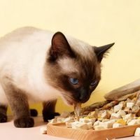 Friandises lyophilisées pour animaux de compagnie, naturelles, pour chiens et chats, à haute teneur en protéines, foie de poulet, friandises d'entraînement, fourniture OEM