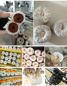 Macchina per l'insacchettamento e l'inoculazione di blocchi di substrato per funghi ostrica e l'inserimento di bastoncini - Product Image 4