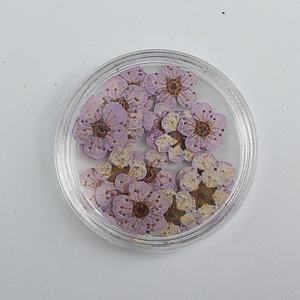 M043 20Pcs Mini Premuto Piccolo <span class=keywords><strong>Daffodil</strong></span> Fiori Sul Chiodo Secchi Premuto Daffy Fiori Per Arte Del Chiodo Della Resina di Pedicure del Manicure decor - Product Image 5