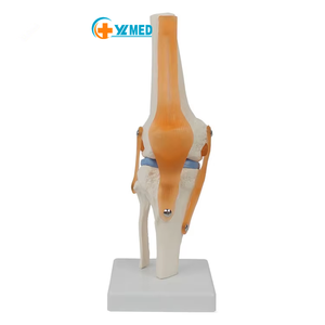 Levensgroot menselijk kniegewrichtsmodel, plastic kniegewrichtsmodel, anatomisch <span class=keywords><strong>PVC</strong></span>-<span class=keywords><strong>model</strong></span> voor demonstraties, OEM-aanpassing - Product Image 1