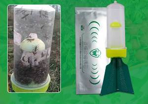 Trappole per Riptortus Pedestris con Attrattivo - Product Image 3