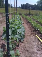 100 brins de ficelle d'emballage spéciale, ficelle de presse à balles, ficelle PP pour l'emballage agricole des tomates et bananes