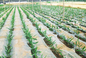Nhà Máy Giao Hàng Trực Tiếp Trắng Trong Suốt Pe Nông Nghiệp Màng Nhựa Polyethylene Nhựa Cho Nông Nghiệp Sử Dụng - Product Image 3