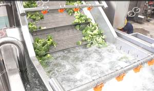 Taro Cleaning Sorting <b>Equipment</b> New Top Industrial Vegetable Washing and <b>Drying</b> Machine for Vegetables - Product Image 6