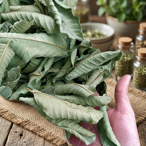 ใบฝรั่งแห้งเกรดพรีเมียม 1 ชั้น ยี่ห้อ HERBS GROUP ของอียิปต์ อายุการเก็บรักษา 24 เดือน สำหรับการรักษาอาการหวัด - Product Image 3