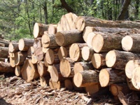Wholesale Wood Larch and Swan Wood Natural Timber Materials Spruce and Pine Wood for Construction Purposes