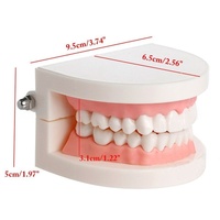 Modèle de cavité buccale en résine pour les dents dentaires, la maternelle et la brosse à dents pour les écoles et les sciences médicales.