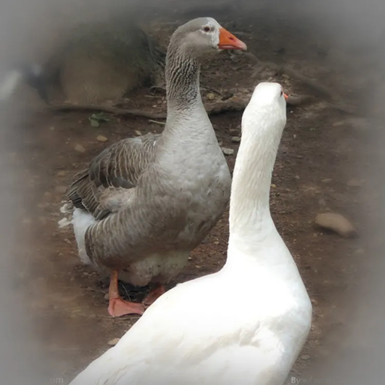 Goose Feather / White Goose Feather/Natural Raw White Washed Goose Duck Down Feather