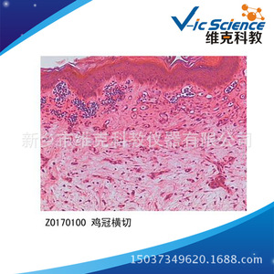 Factory direct supply: Cross-section of rooster comb, bird and animal/plant slices, biology teaching equipment, <b>microscope</b>. - Product Image 5