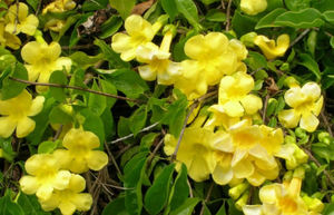 优质健康产品植物uncaria gambir提取物粉末有机uncaria tomentosa提取物 - Product Image 3