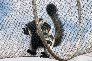 Rete per uccelli Ss 316 corda metallica utilizzata In gabbie per Voliere 304 gabbia per leoni a rete morbida Zoo rete metallica flessibile In acciaio inossidabile - Product Image 6