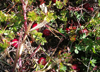 Jianfeng Cranberry Sap Poeder Oplosmiddelextractie 1% Proanthocyanidinen Voedingskwaliteit Vaccinum Macrocarpon Ait