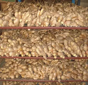 Chinese Shandong Factory Direct Sale Ginger Yellow Fresh Ginger High Quality Cheap Price Dry Ginger