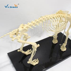 Hayvanlar öğretim köpek iskelet modeli yaşam boyutu iskelet hayvan iskelet modeli öğretim yardım köpek kemik kafatası modeli - Product Image 2